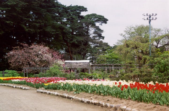 須賀川牡丹園のチューリップ