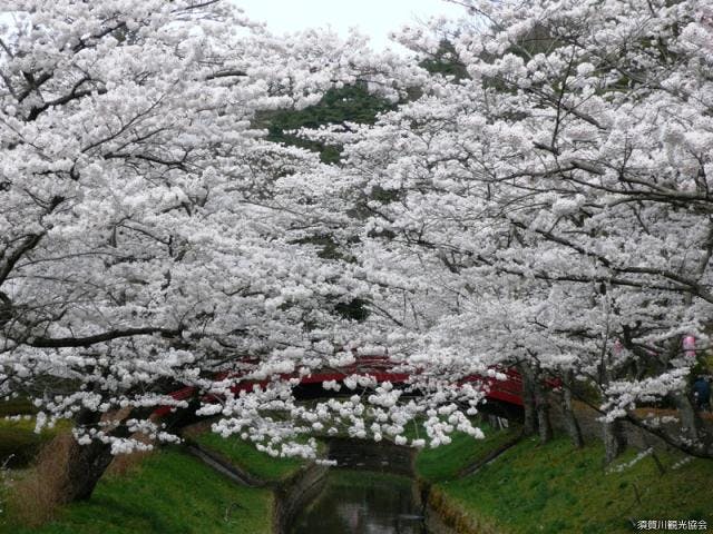 須賀川桜まつり アソビュー