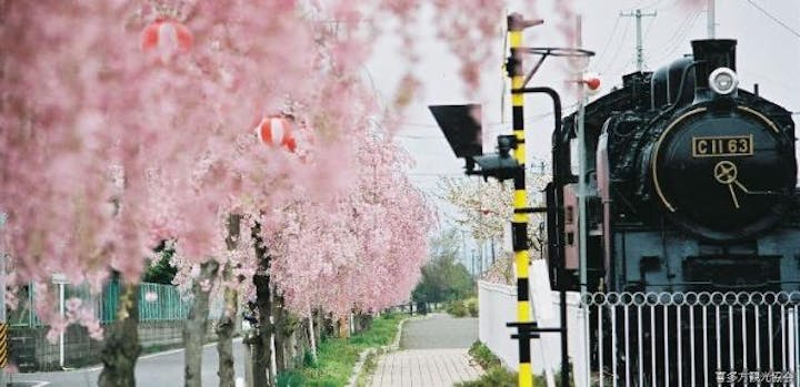 日中線しだれ桜並木