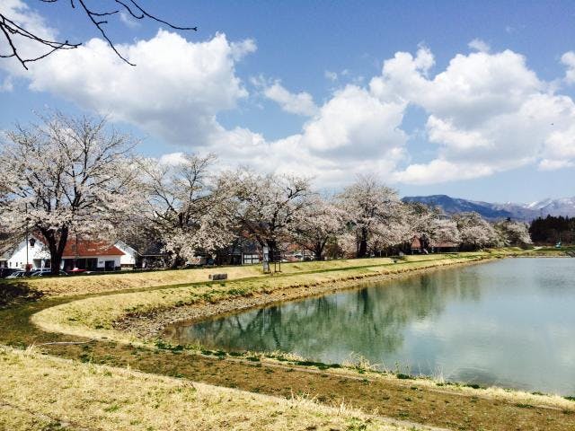 ふれあいパーク喜多の郷・八方堤の桜