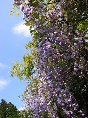 中村城跡のフジ