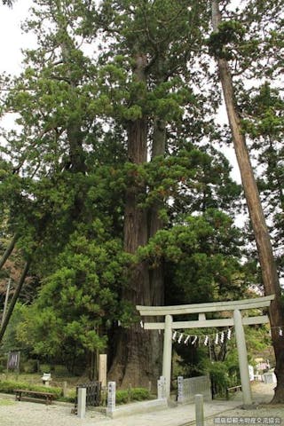 相馬中村神社の親子杉