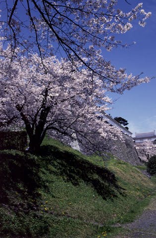 霞ヶ城の桜・藤