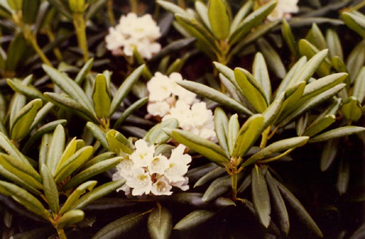 安達太良山のシャクナゲ