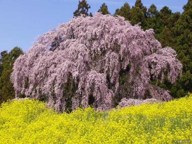 合戦場のしだれ桜