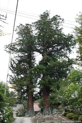 東禅寺のめおと杉