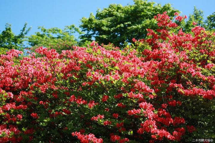 日山の山ツツジ
