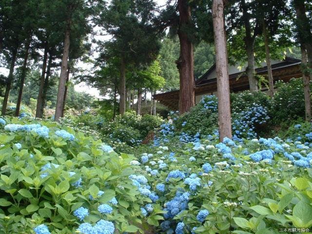 紫陽花寺（高林寺）
