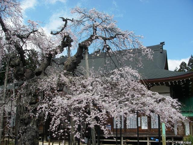 愛蔵寺の護摩ザクラ