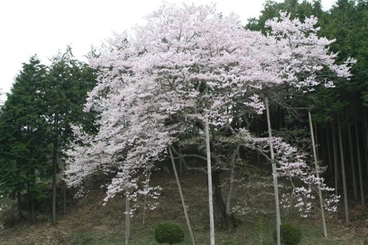 馬酔木沢の桜