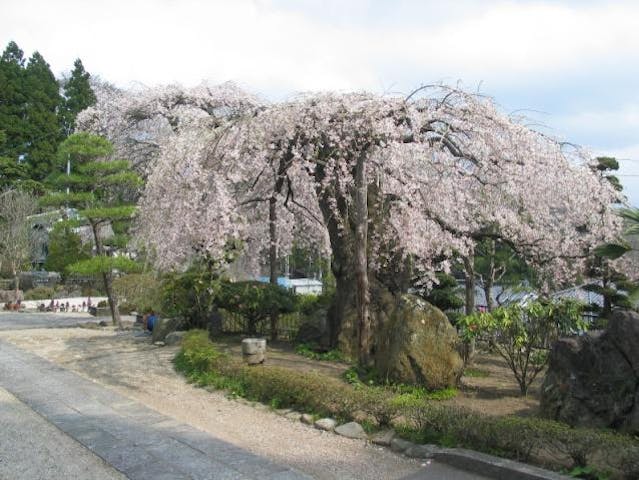 大乗寺の桜