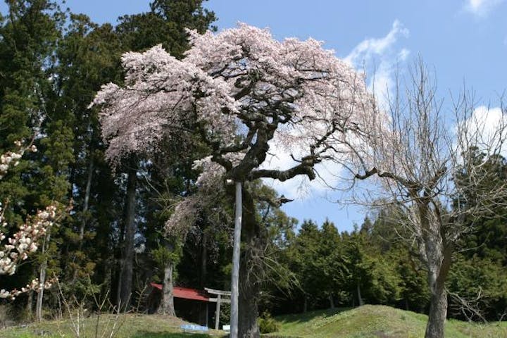 大雷神社のしだれざくら