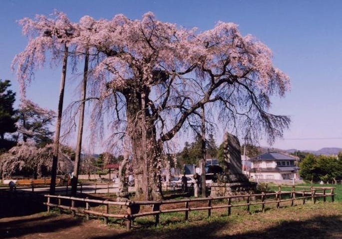 永泉寺のサクラ