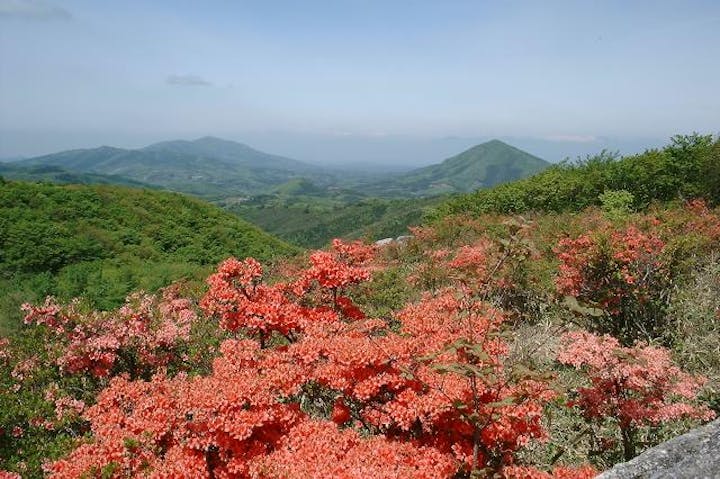 五十人山のスズラン・ツツジ