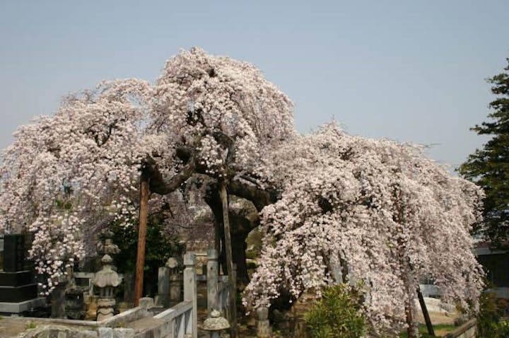 日輪寺の枝垂桜