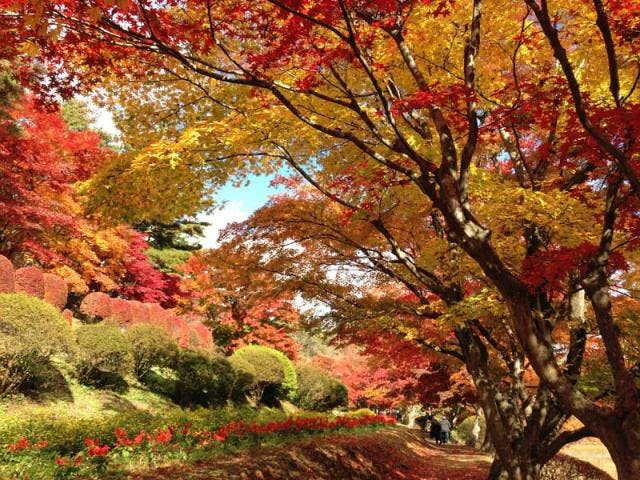 花と歴史の郷蛇の鼻 花と紅葉 アソビュー