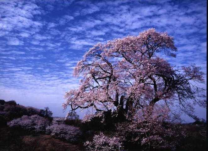 塩ノ崎の大桜