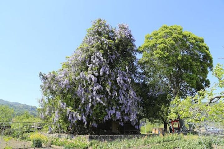 深山神社の大榧・大藤