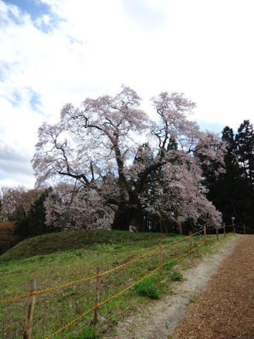 秋山の駒ザクラ