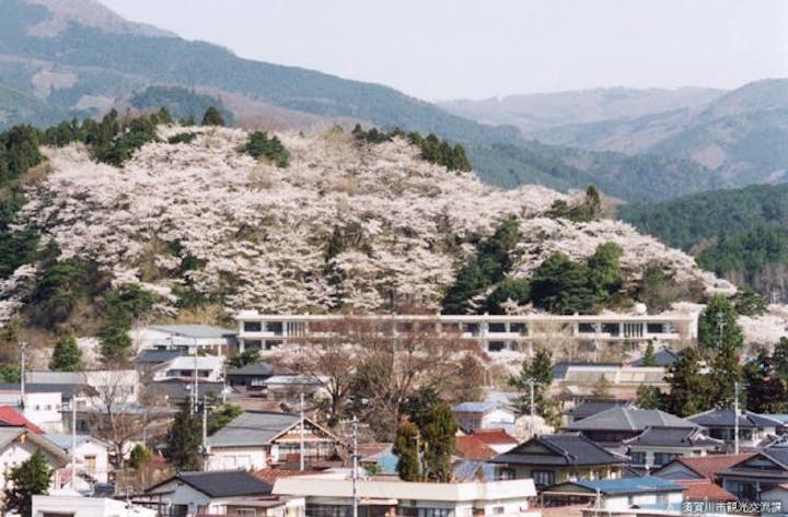 長沼城址の桜