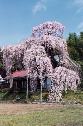 横田陣屋御殿桜