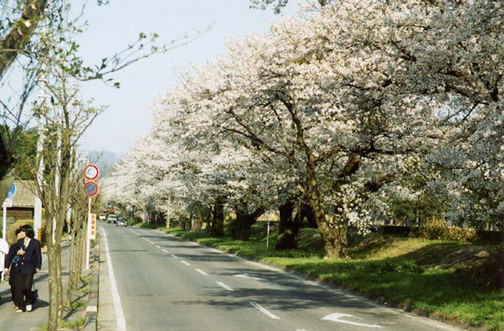 牧場通りの桜並木