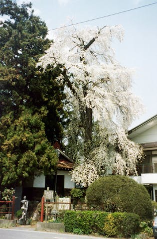笠地蔵のしだれ桜
