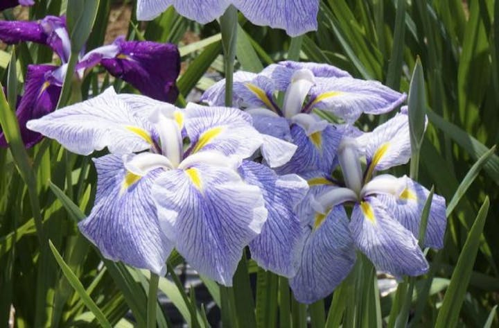 鏡石あやめ祭り