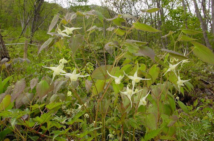中山風穴地特殊植物群落