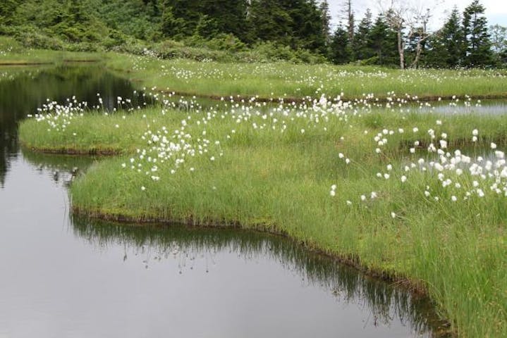 駒ヶ岳山頂付近の湿原