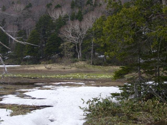 御池田代の水芭蕪
