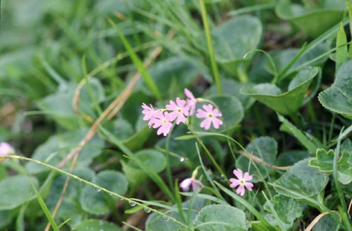 会津駒ヶ岳のハクサンコザクラ