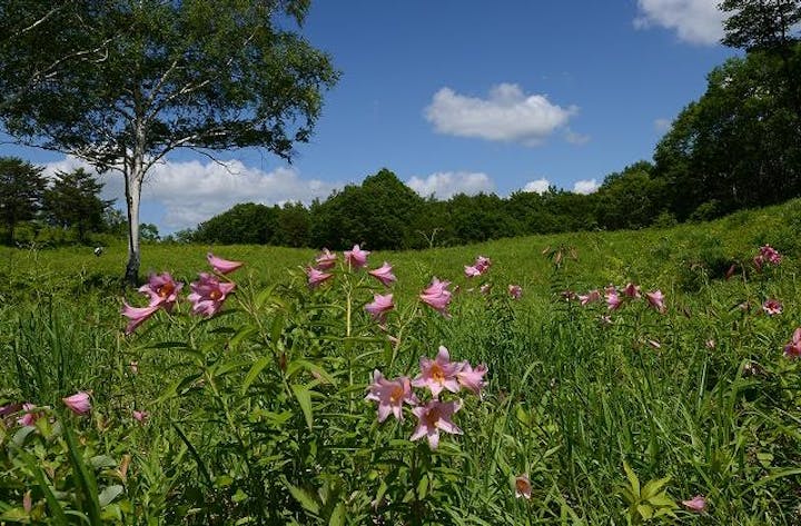 ひめさゆりまつり