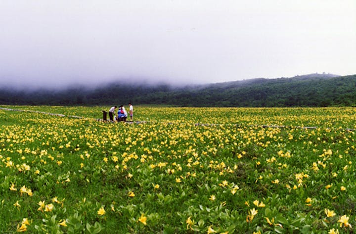 雄国沼のニッコウキスゲ