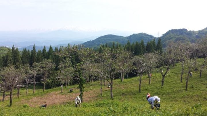 長桜観光ワラビ園