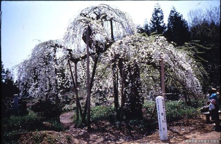 杉の糸桜（薬王寺境内）
