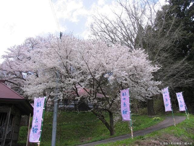 糸桜まつり