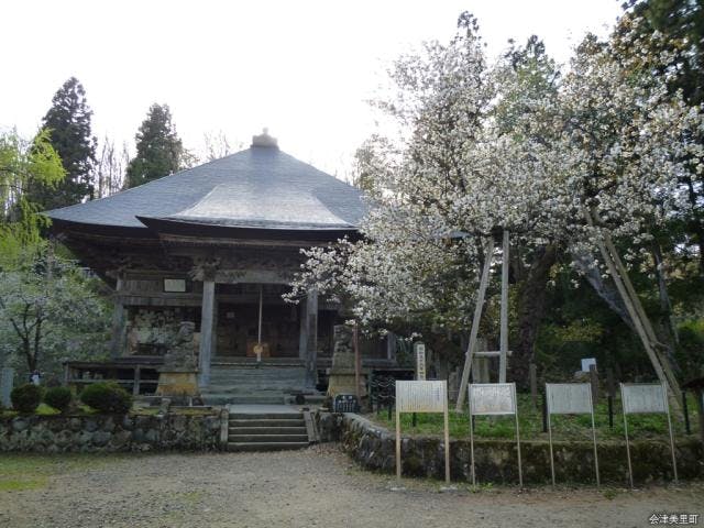 虎ノ尾桜（法用寺）