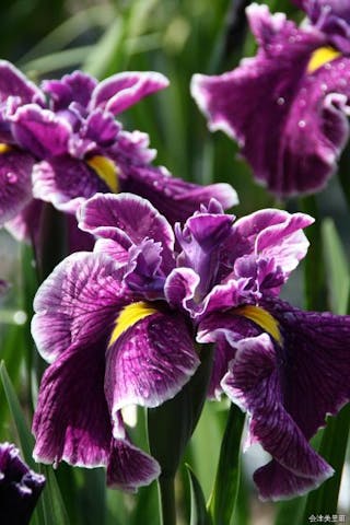 伊佐須美庭園のあやめ