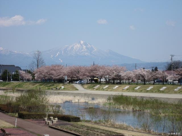 宮川の千本桜
