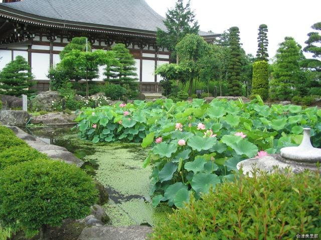 龍興寺華芳園の蓮