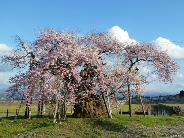 米沢の千歳桜