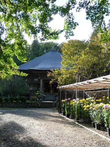 法用寺奉納菊花展