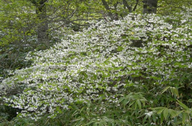 西郷村のシロヤシオツツジ【アソビュー！】