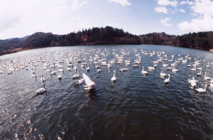 大池の白鳥