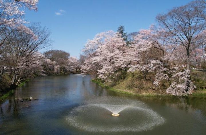 棚倉城跡の桜