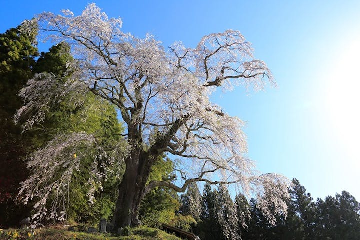 火打石のしだれ桜