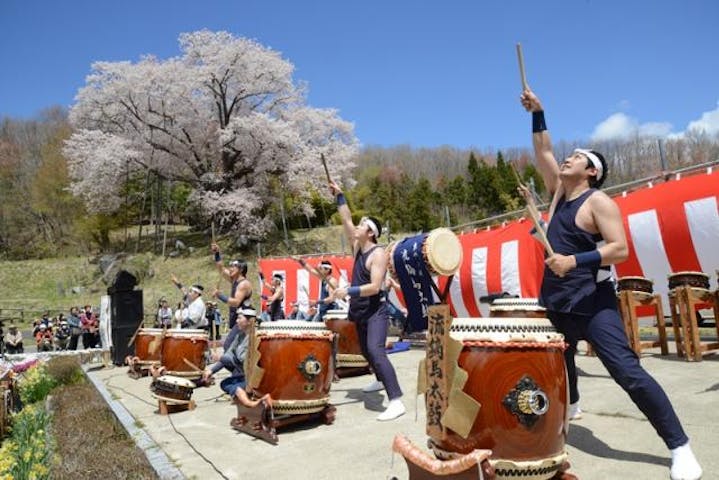 越代のサクラ祭り