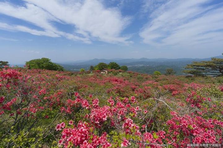 高柴山のツツジ