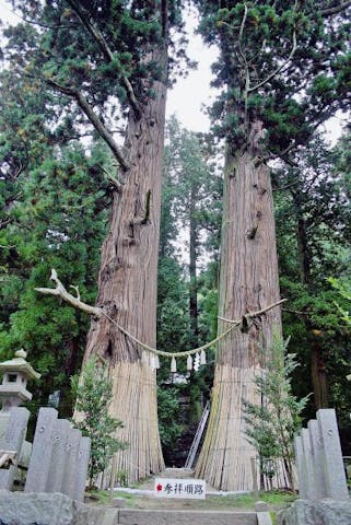 夏井諏訪神社の翁スギ媼スギ